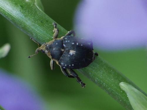 Réf. 222 884 : Mononychus punctumalbum